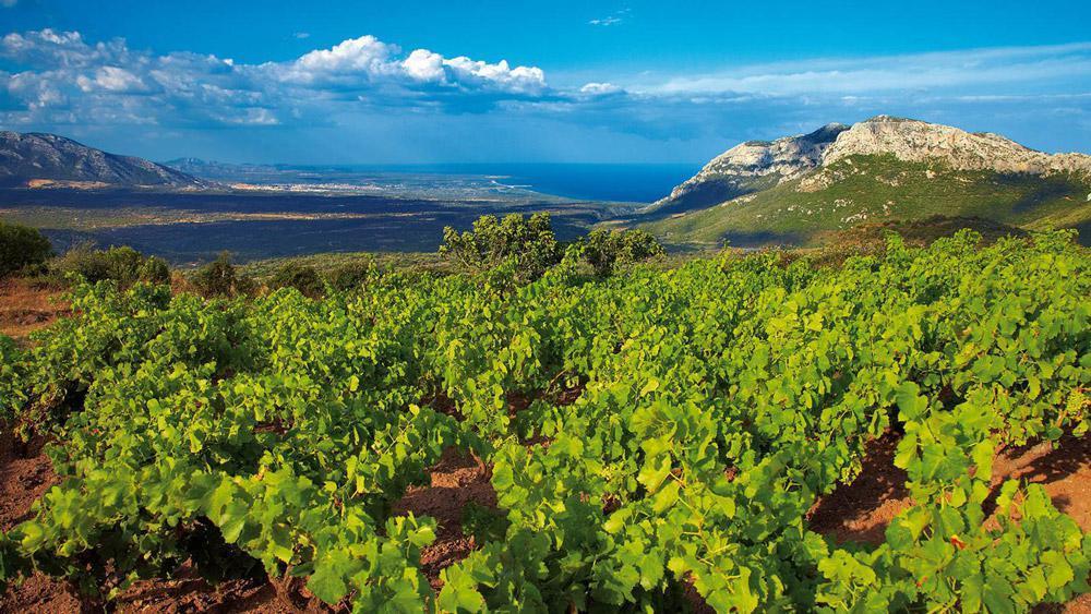 A Oliena il Cannonau Likeness International: “I vini della Sardegna sulle tavole di tutto il mondo”