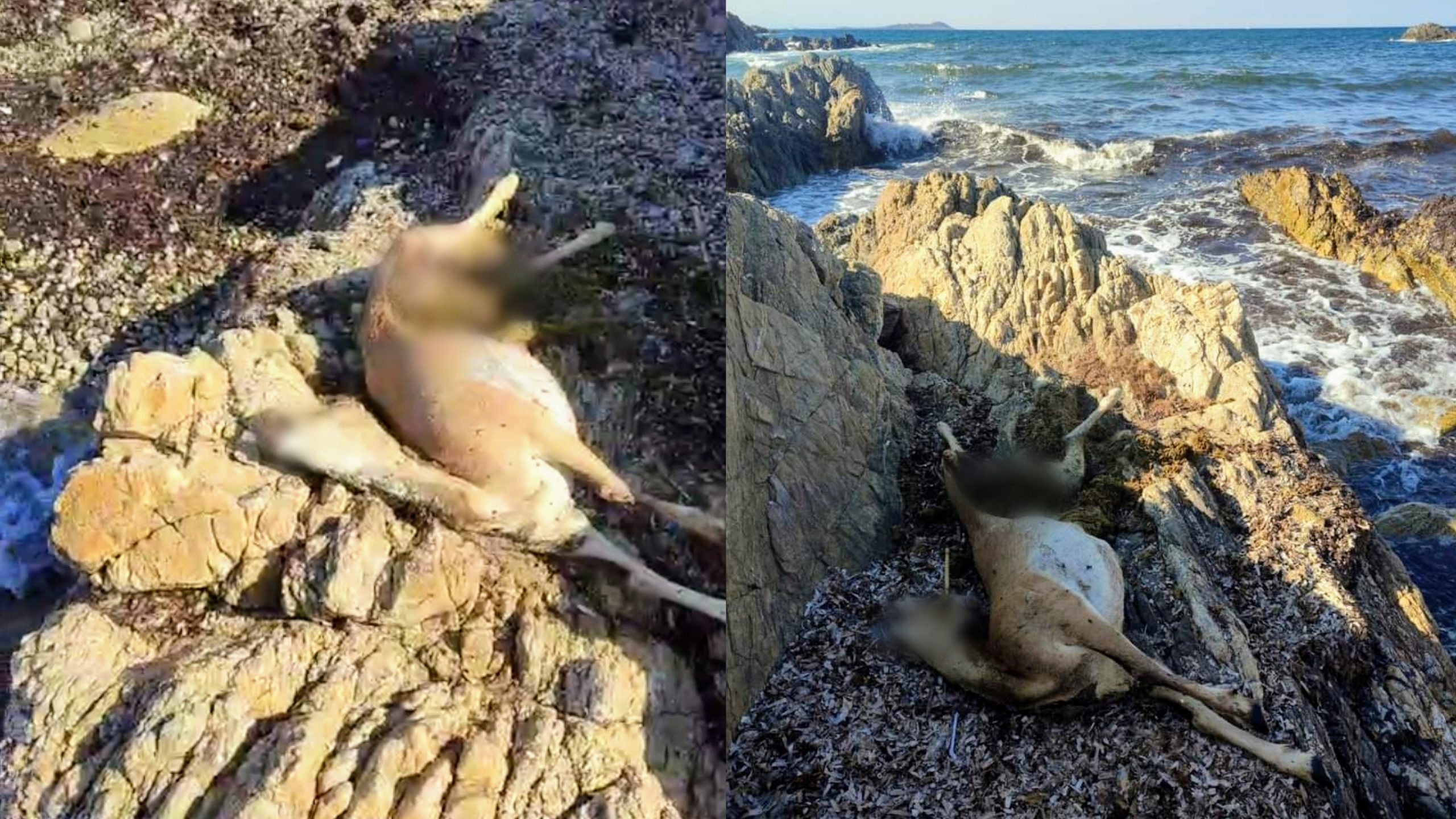Golfo Aranci, trovata una mufla morta tra le rocce di un costone