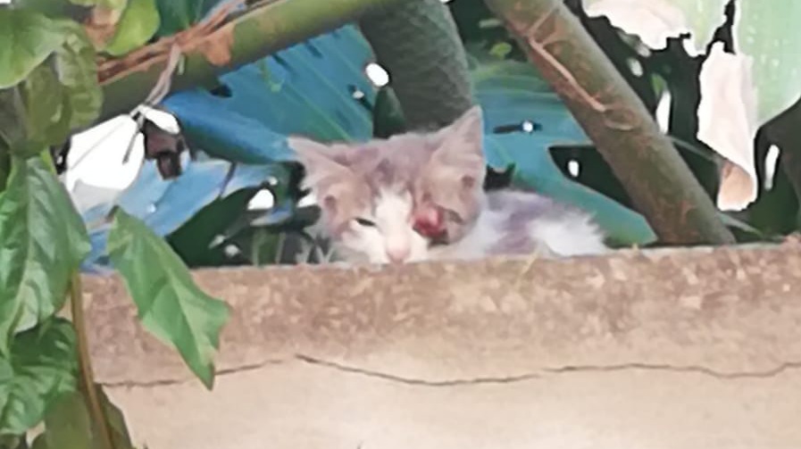 Sos a Radio Zampetta Sarda per due gattini di strada che necessitano di cure urgenti