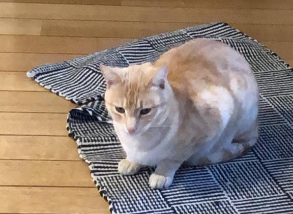 Sos per Seada, smarrita la gattina a Pirri nei pressi del passaggio a livello: ritroviamola!