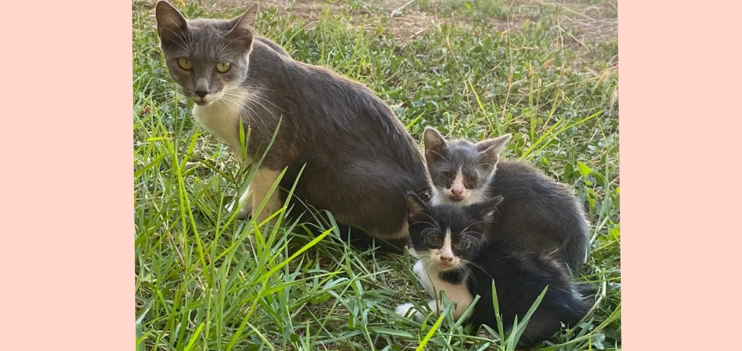 Quartu, via alla sterilizzazione dei gatti