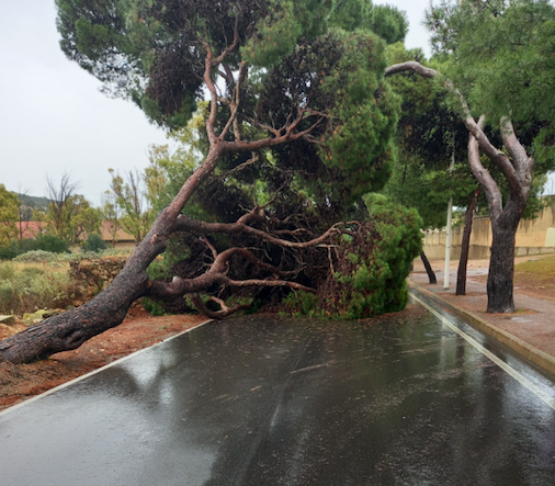Maltempo a Cagliari, crolla un albero a Calamosca: strada bloccata