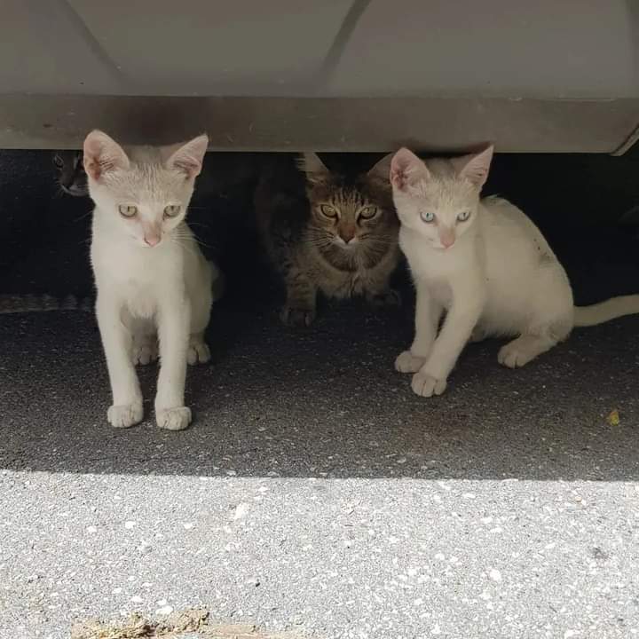 Sos per 3 gattini che vivono in strada a San Sperate