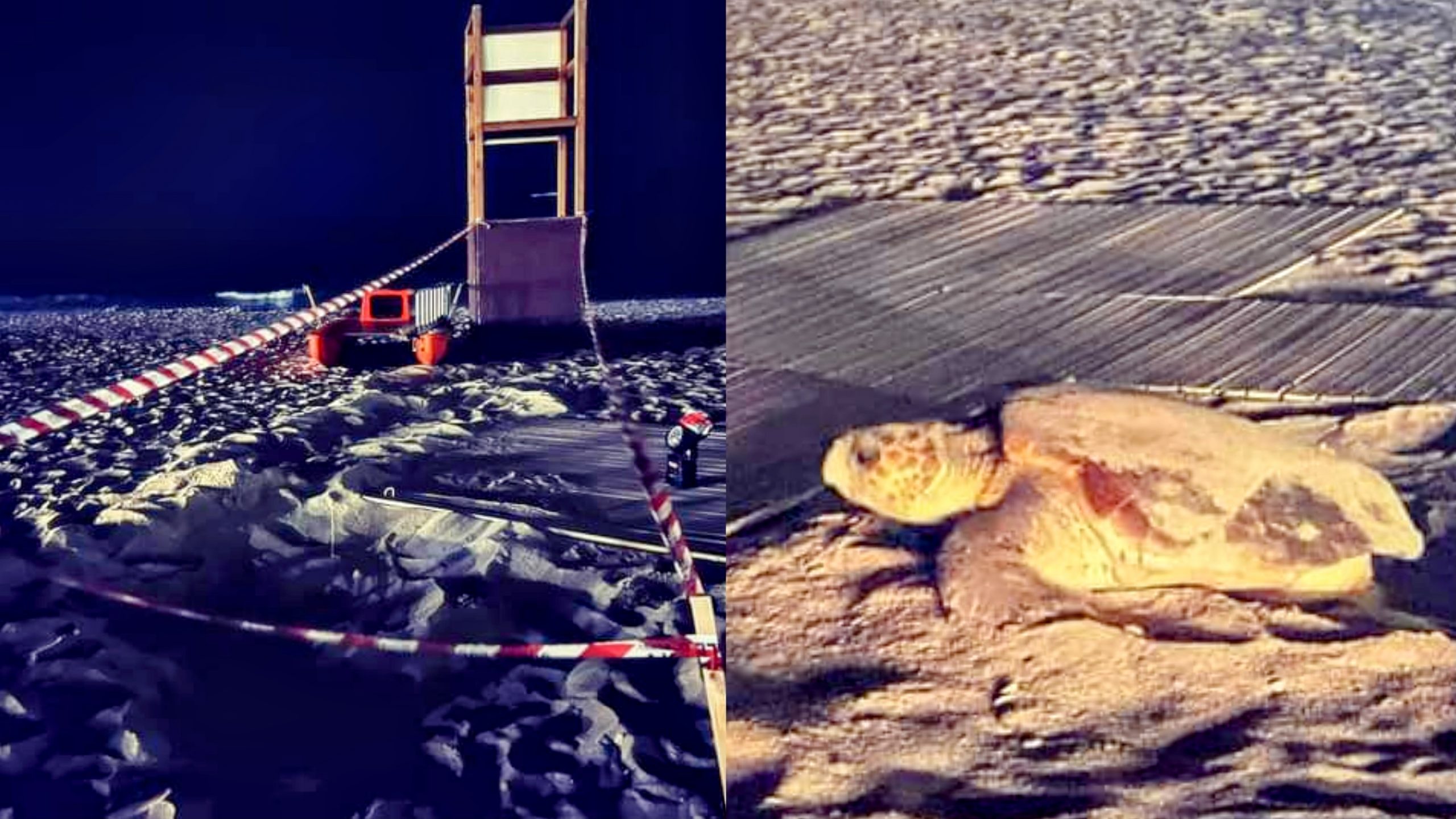 Quartu, la Caretta caretta ha scelto nuovamente il Poetto per deporre le uova