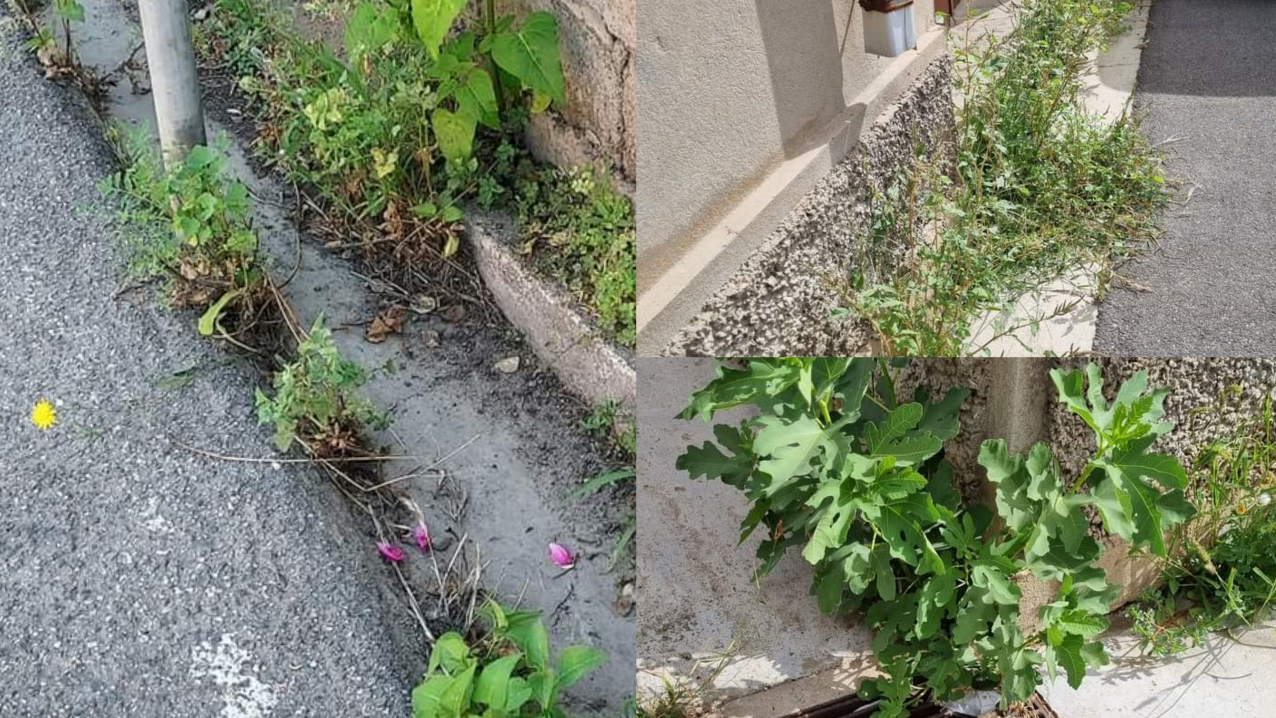 Serramanna, spunta la gara della “cunetta più bella”