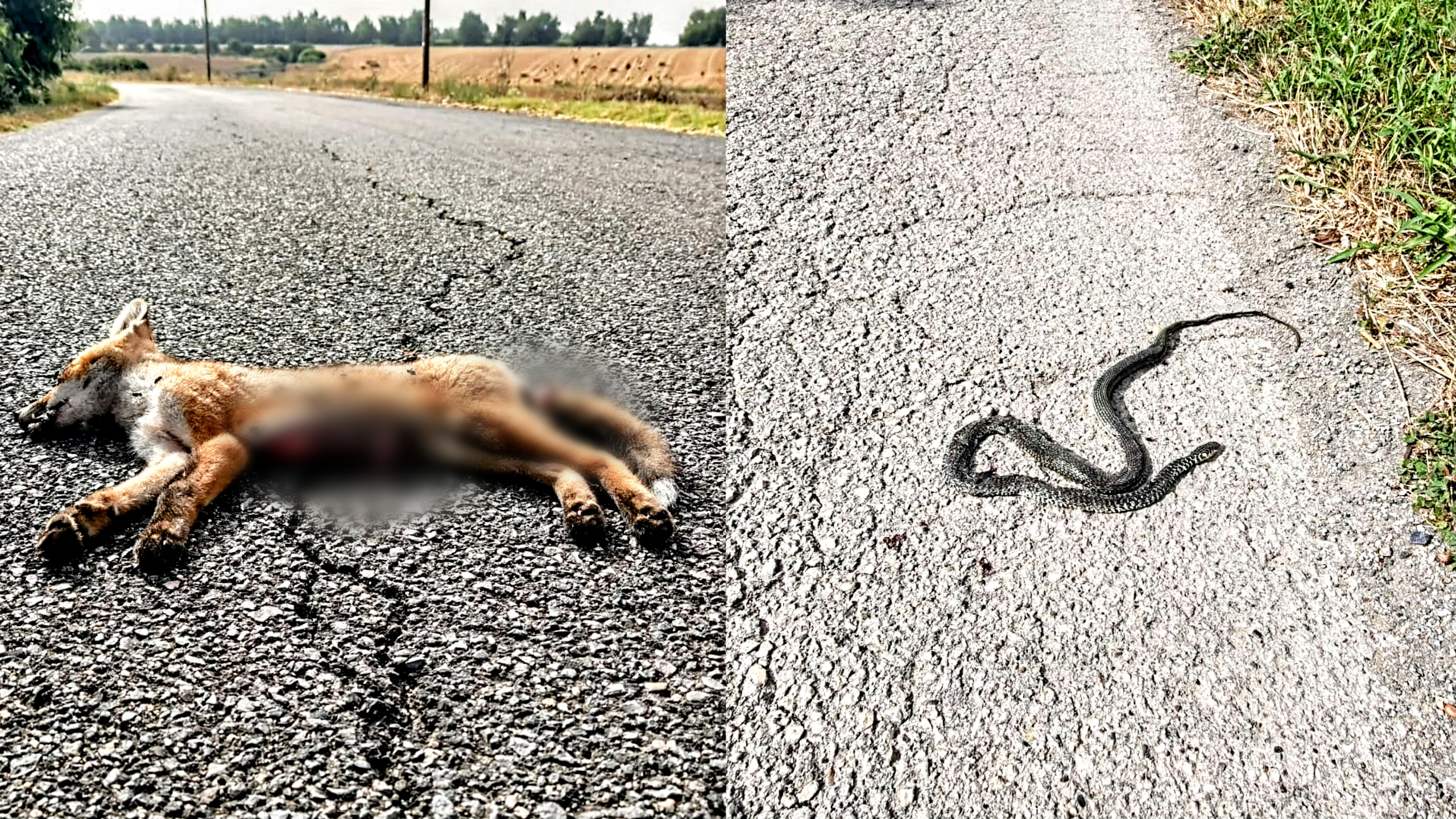 Samassi, cucciolo di volpe investito e lasciato morente in mezzo alla carreggiata