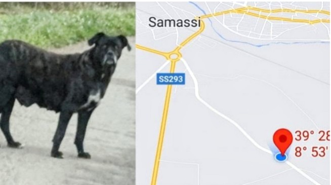 Samassi, branchi di cani di grossa taglia rincorrono ciclisti e pedoni