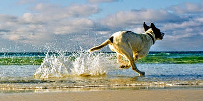Capoterra, mare garantito anche ai cani: dog beach tutta nuova a Maramura