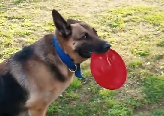 Pirri: centinaia di messaggi per ricordare Kira, il cane di tutti