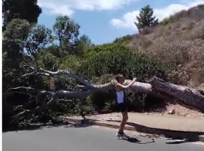 Cagliari, paura in viale Calamosca: grosso albero si spezza e precipita in mezzo alla strada