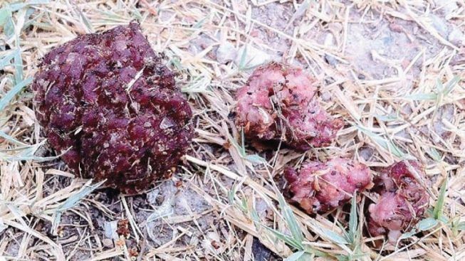 Allarme a Torre Grande, polpette avvelenate per sterminare i gatti randagi