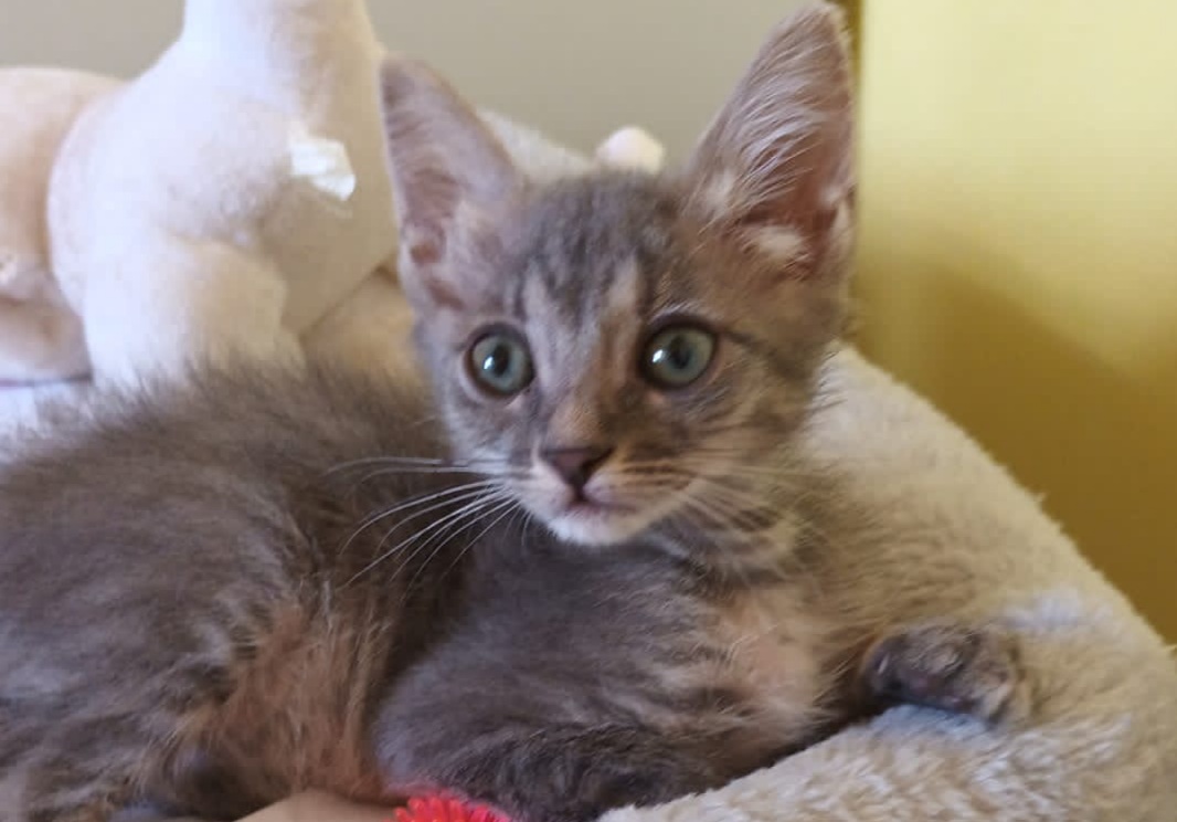 Adozione del cuore per Ginevra, la micro gattina che piange perchè separata dal fratellino