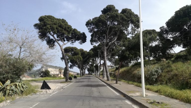 Cagliari, la Soprintendenza stoppa le motoseghe del Comune: salvi i pini di Calamosca