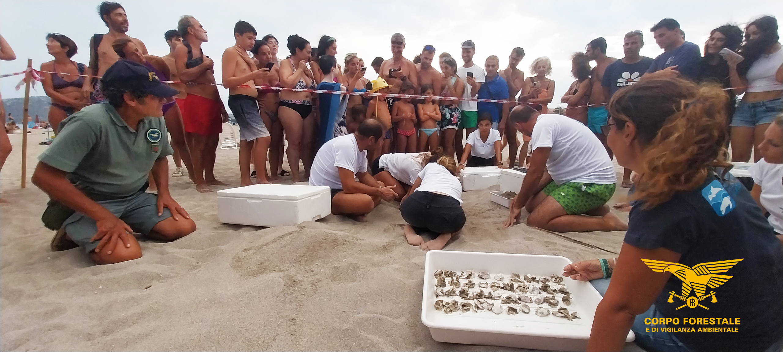 Cagliari, altre piccole tartarughe prendono il largo dalla spiaggia del Poetto