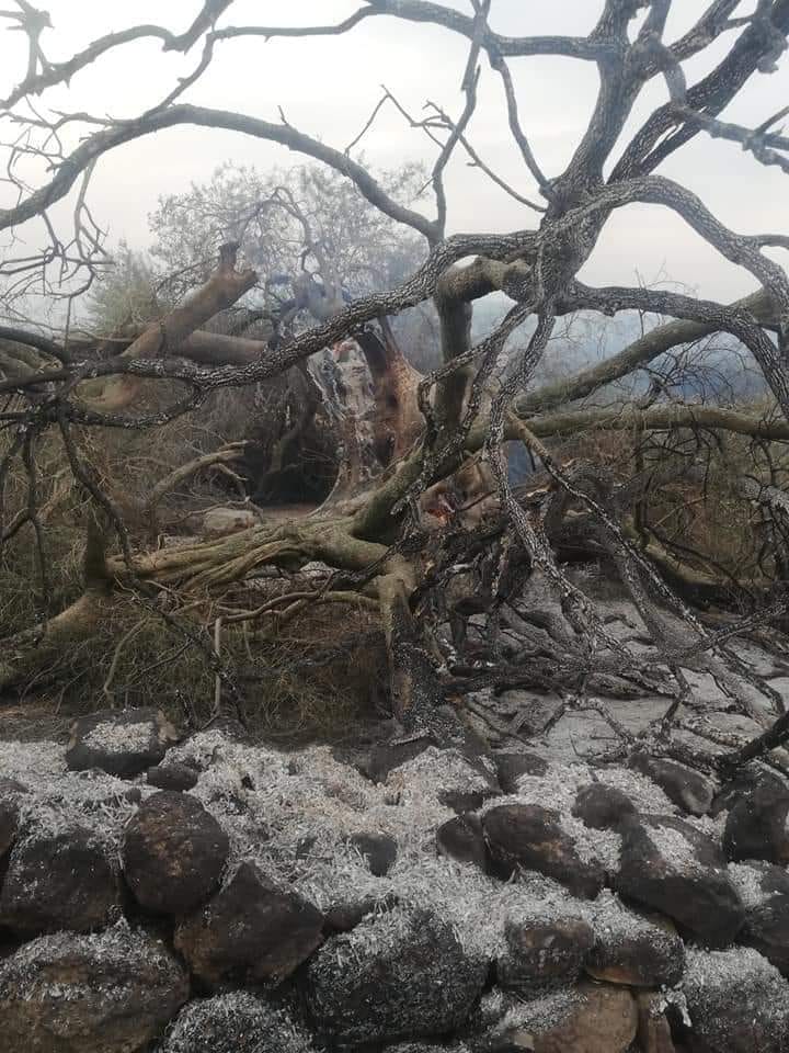 Ancora centrali eoliche sul Montiferru: “A rischio i pochi boschi scampati al grande incendio dell’estate 2021”