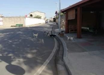 Samassi, multe salate a chi permette ai cani di proprietà di vagabondare per le vie