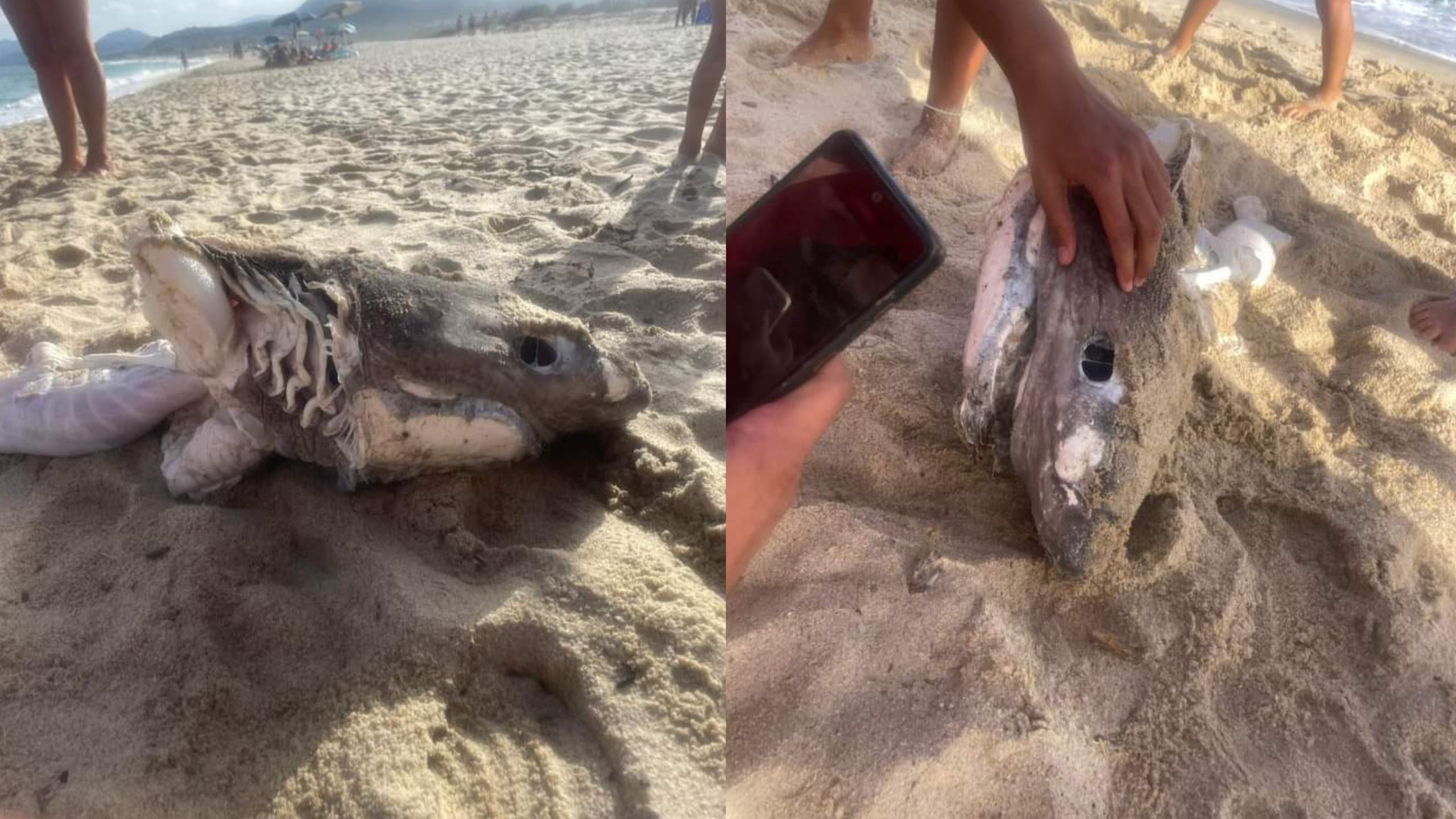 Costa Rei, la carcassa di uno squalo è stata trovata in spiaggia dai bagnanti