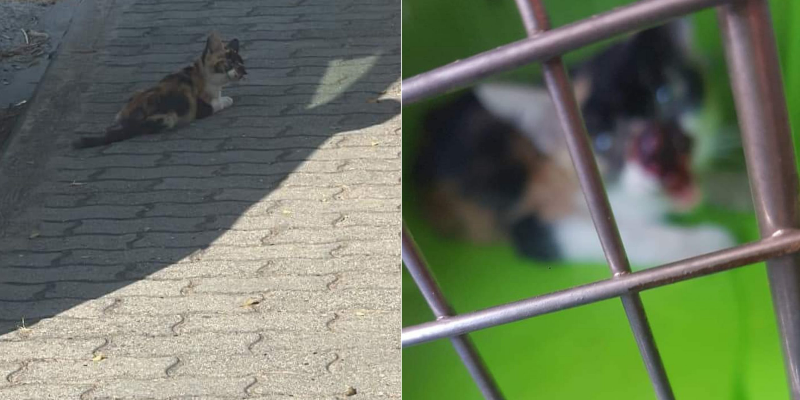 Maracalagonis, gattina sofferente salvata dopo due giorni di tentativi