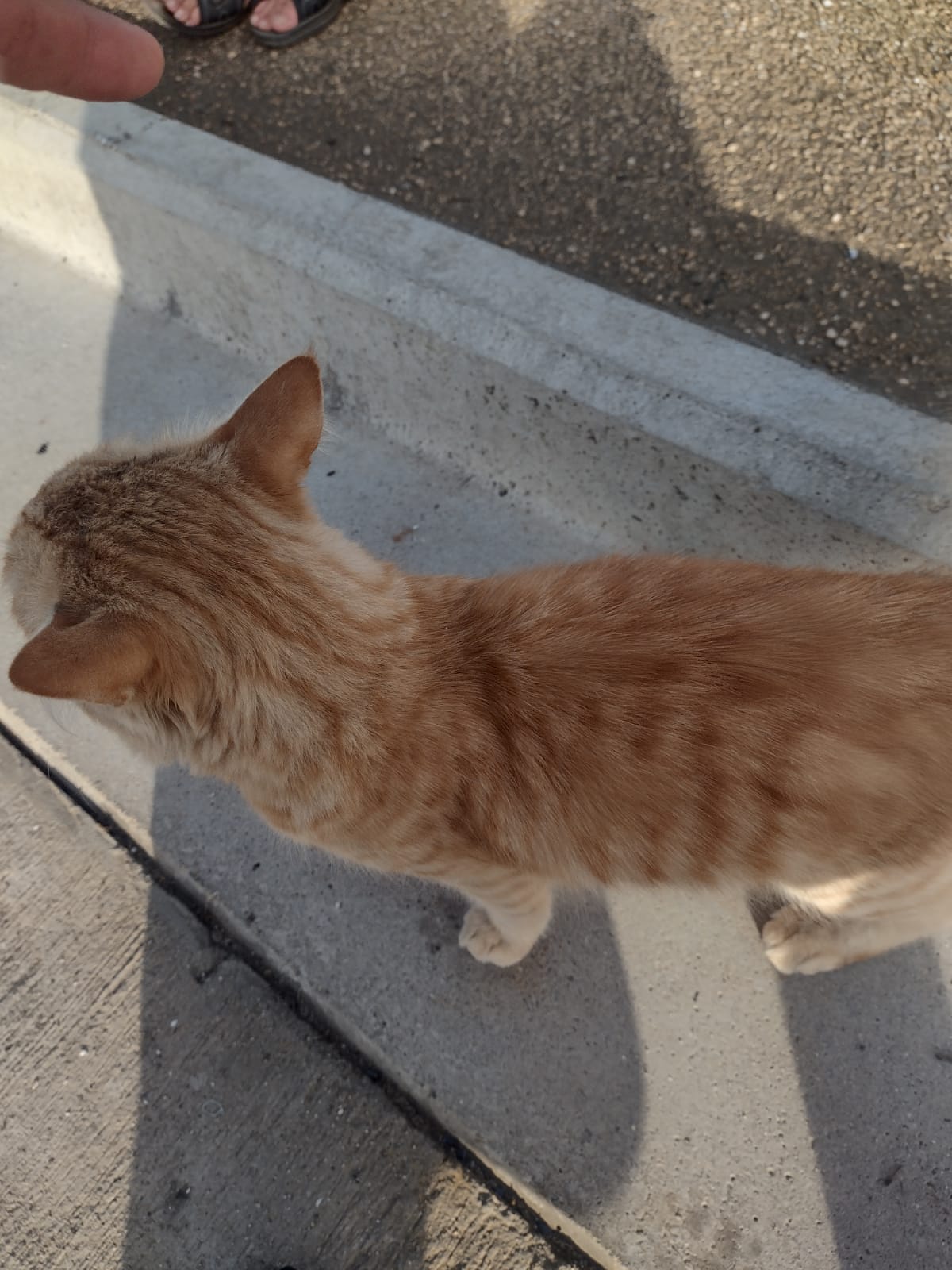 Sos a Radio Zampetta Sarda, gatto abbandonato al porto di Cagliari