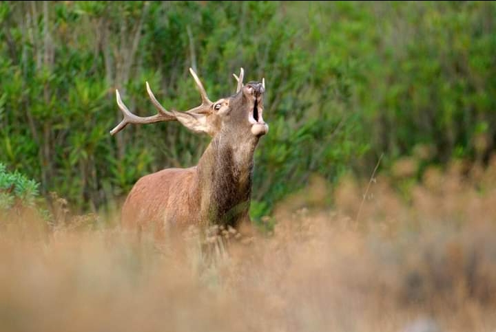 Censimento del cervo sardo nella riserva WWF di Monte Arcosu
