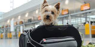 Continuità aerea in Sardegna, scandalo Ita: fa pagare 180 euro per portare un cane nel trasportino