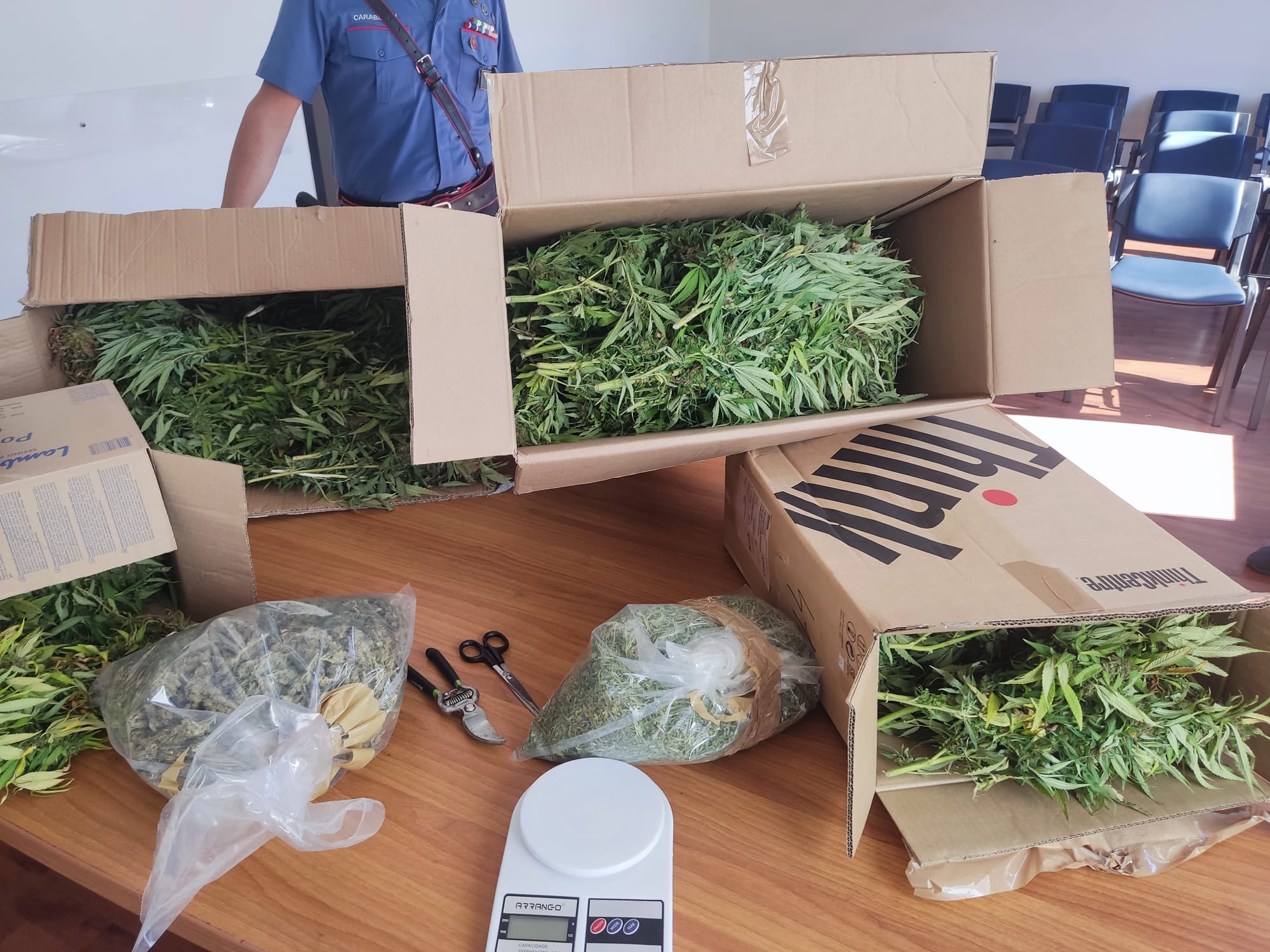 Assemini, la doppia vita di un 29enne: disoccupato, coltiva marijuana in casa della nonna