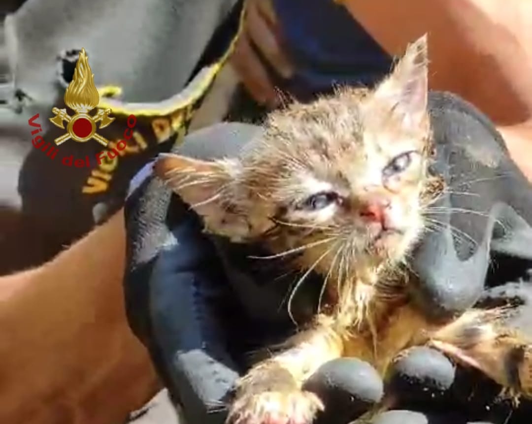 Monserrato, gattino resta incastrato in una tubazione: salvato dai vigili del fuoco