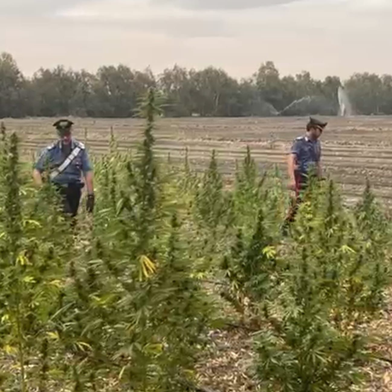 85 kg di marijuana “light” sequestrati a Serramanna, denunciato un imprenditore di Villasor