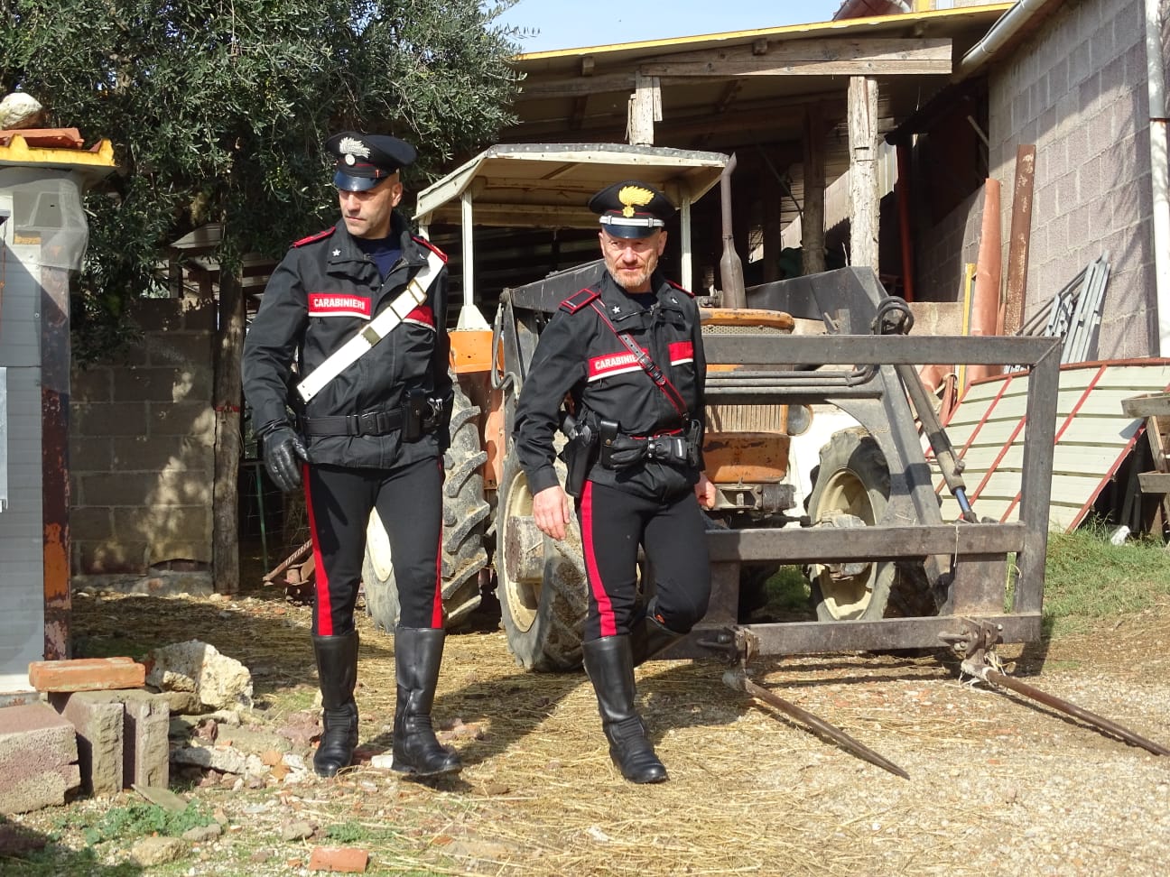 Serdiana, il gregge devasta un campo di ortaggi: pastore denunciato per danneggiamento