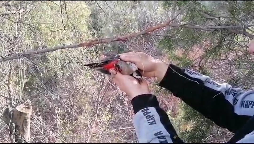 I volontari LAC in Sardegna contro il bracconaggio: rimosse centinaia di trappole per gli uccelli