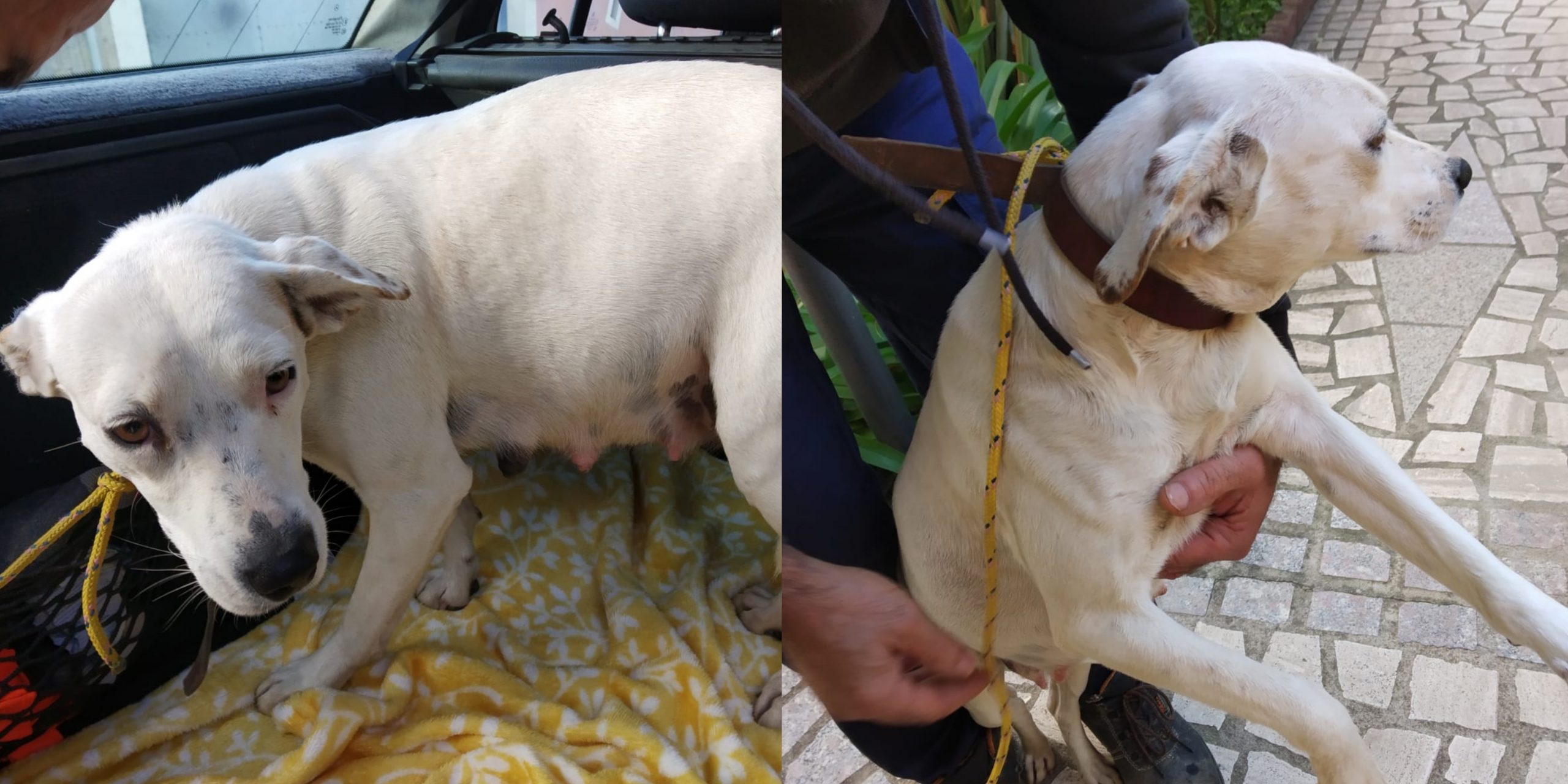 Samassi, lieto fine per la cagnolina abbandonata