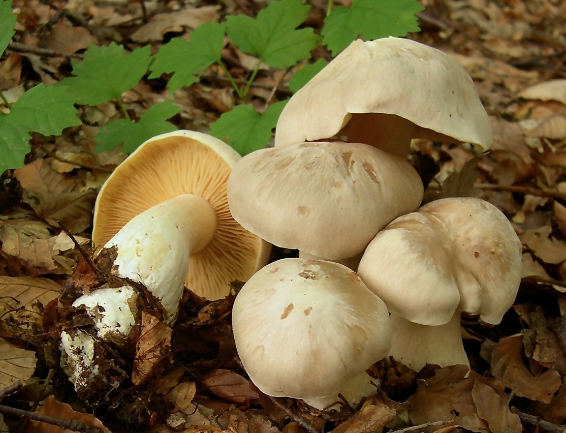 Funghi selvatici velenosi, sei persone ricoverate al Brotzu di Cagliari
