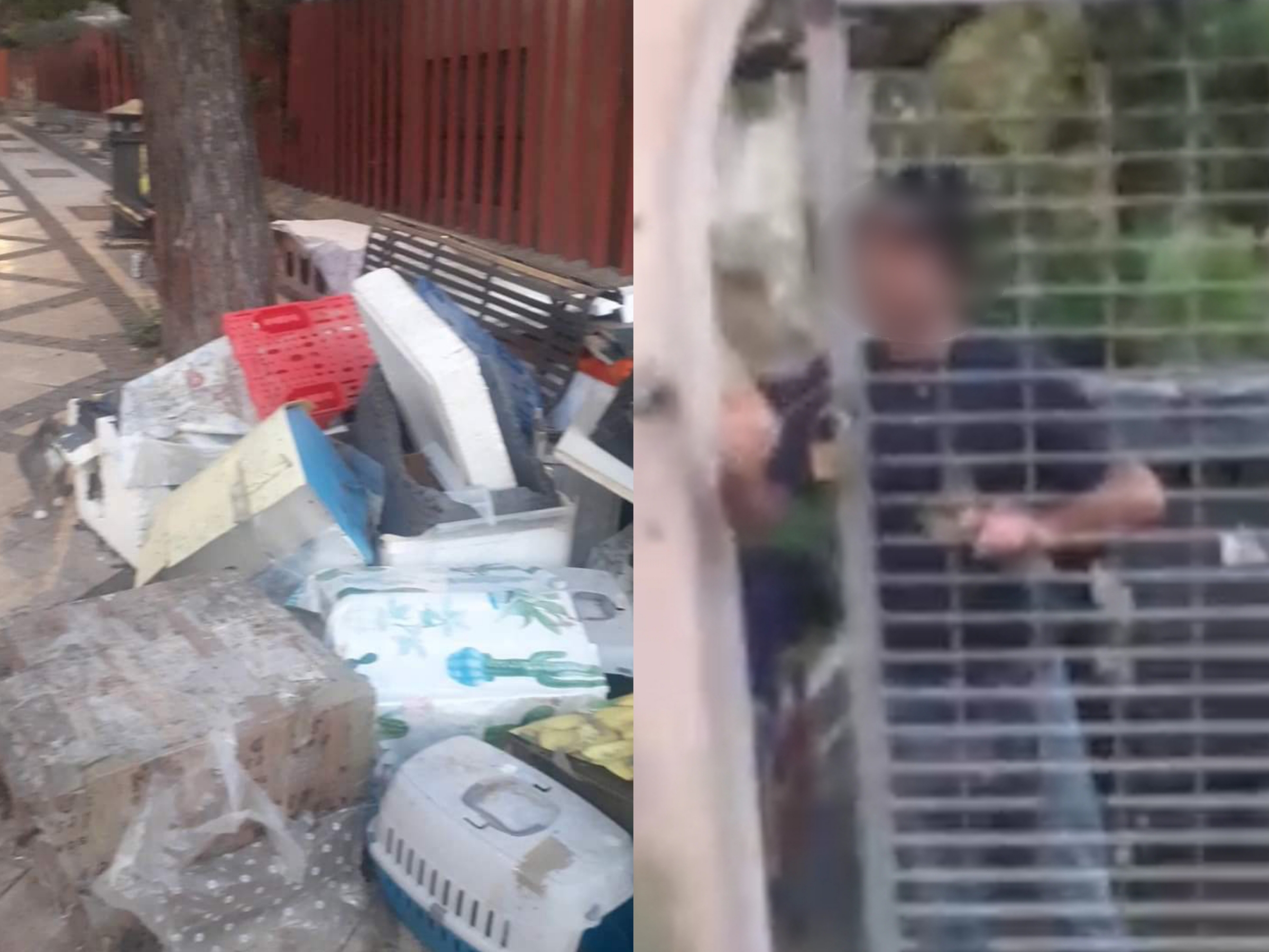 Cagliari, violenza in viale Sant’Ignazio: “Uno sbandato ha distrutto le casette dei gatti e mi ha aggredito”