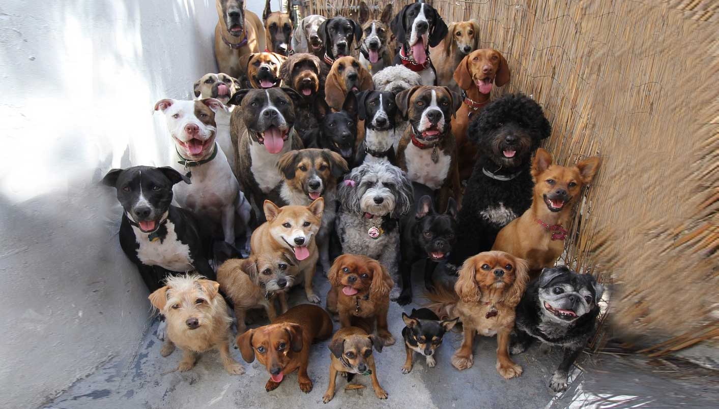 Canile abusivo sotto sfratto a Quartu, dentro ci sono 100 cani: “Chi li vuole adottare?”