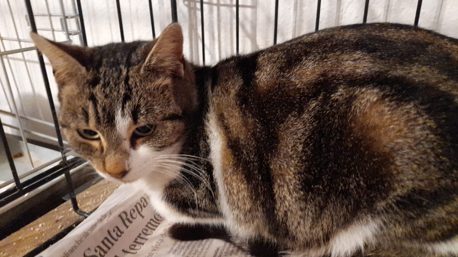 Salvata da un branco di cani, ora Sofy cerca adozione