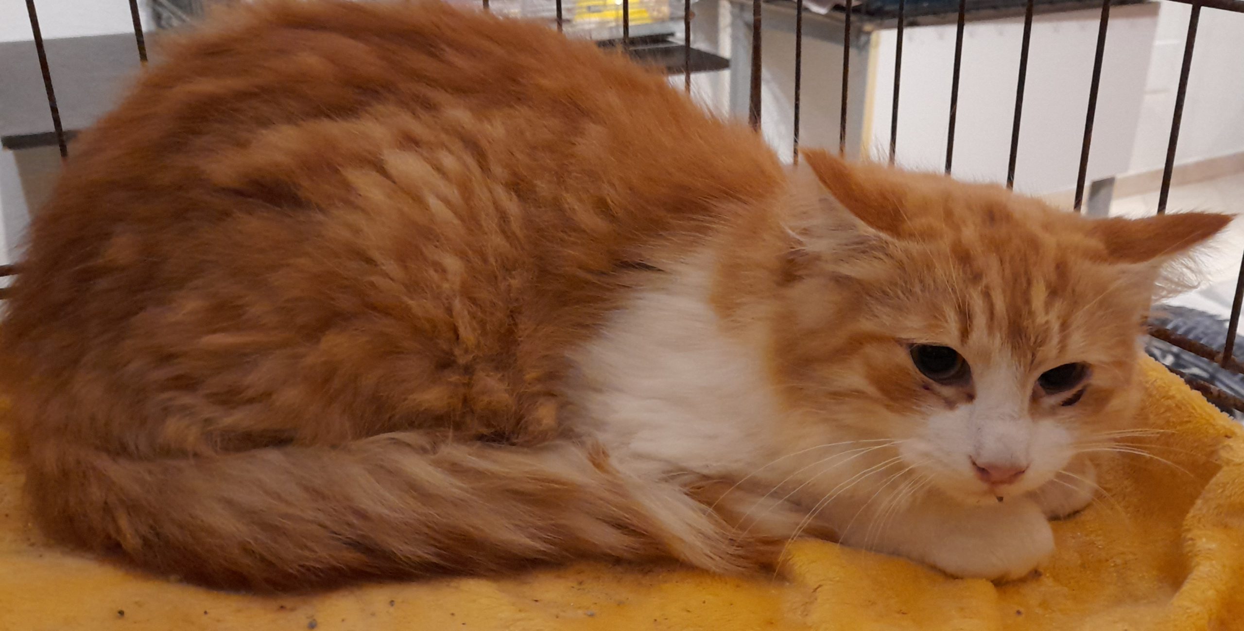 Quattro mesi di bellezza, Reza cerca casa
