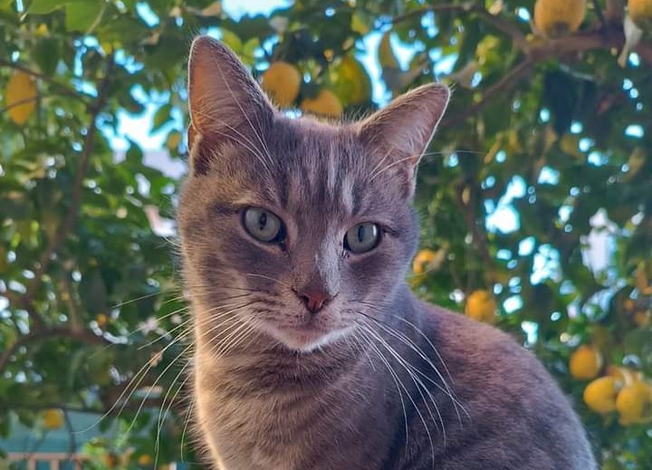 Monserrato, appello disperato per un gatto randagio sparito nel nulla