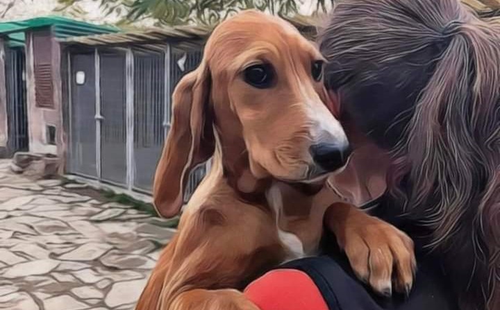 A Capoterra nasce l’oasi per gli animali abbandonati