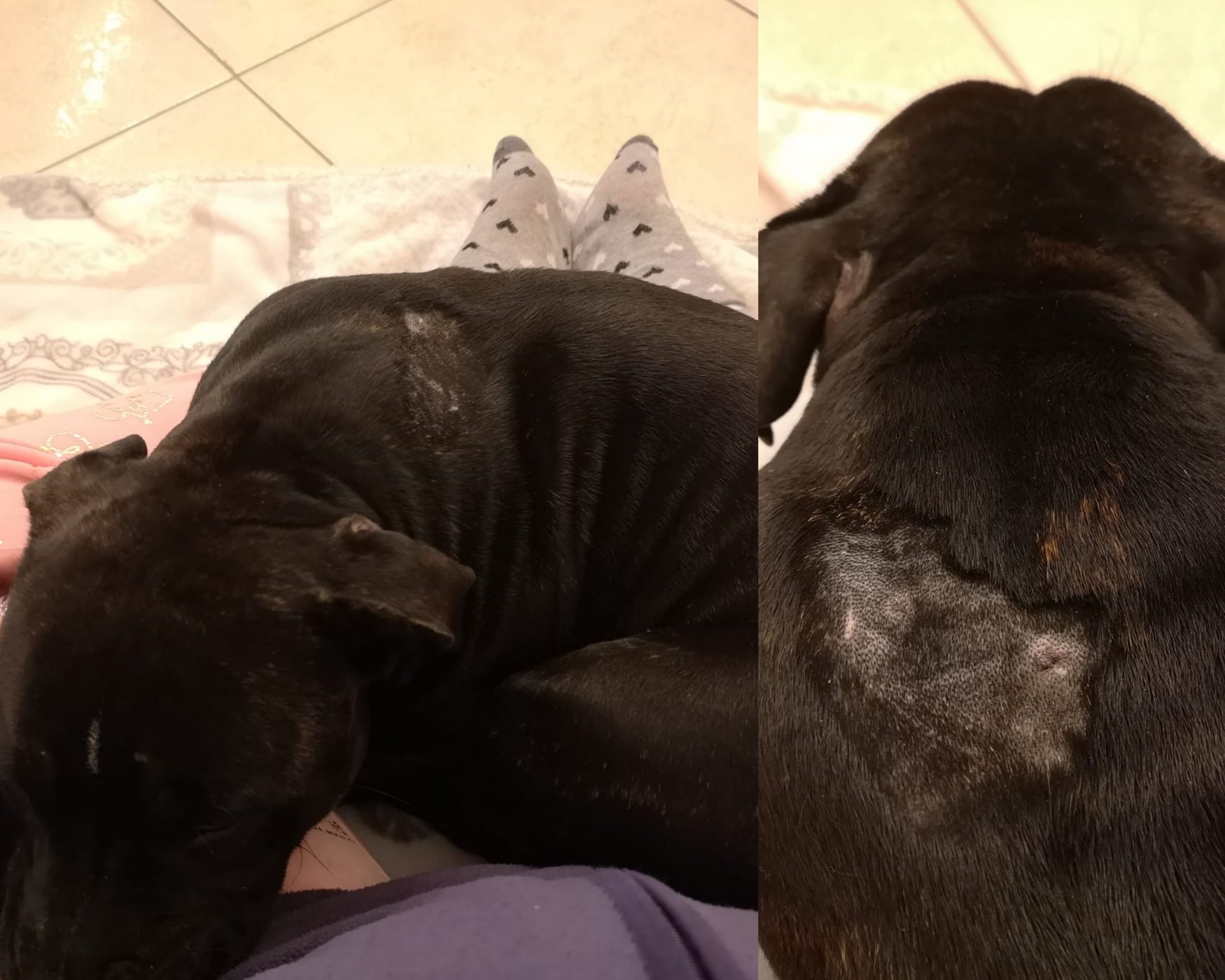 Sestu, paura per un dogo argentino allo sbando: “Ha azzannato la mia cagnolina”