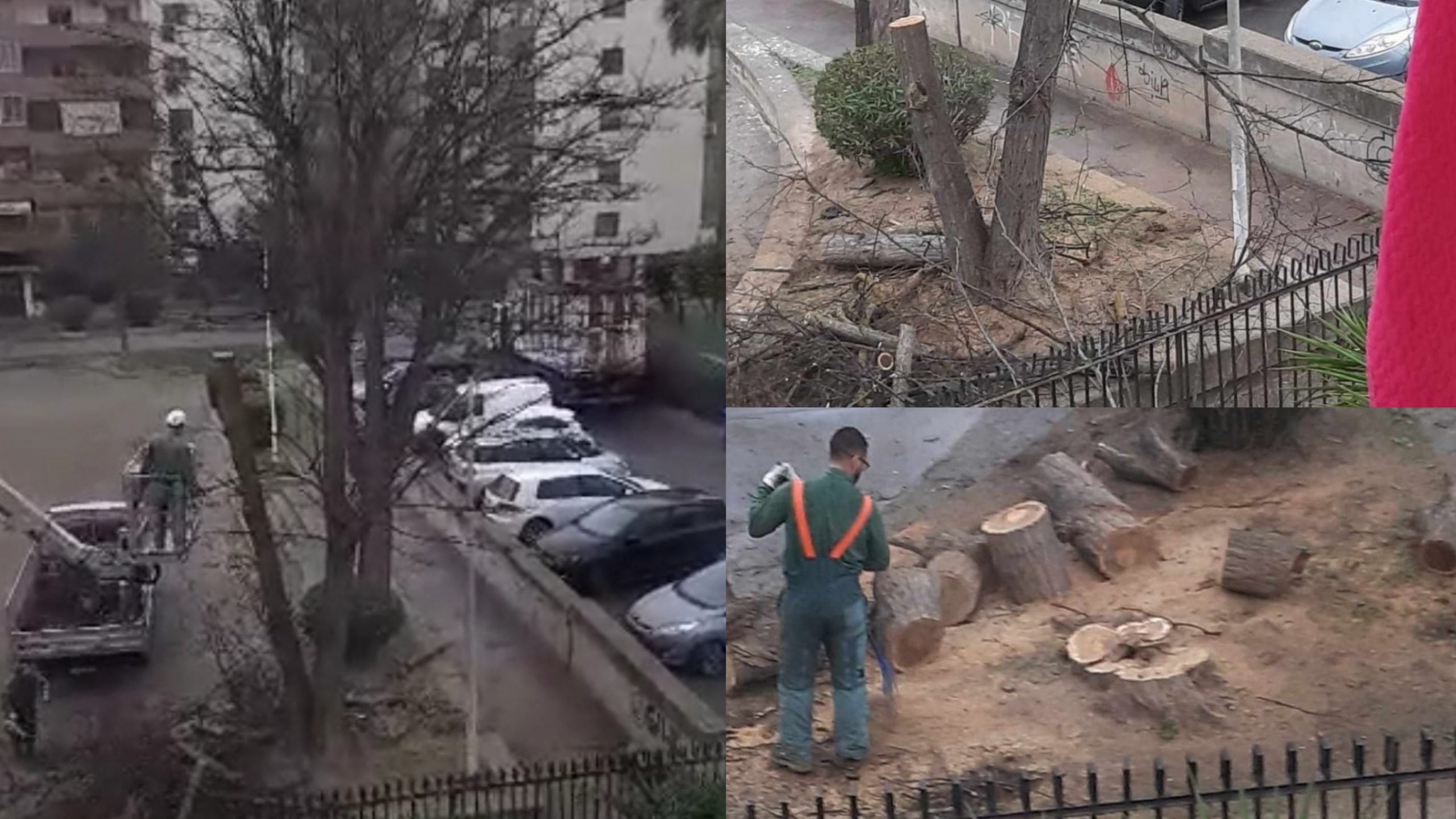 Motoseghe in azione in piazza Bernini a Cagliari: albero fatto a pezzi, residenti in rivolta