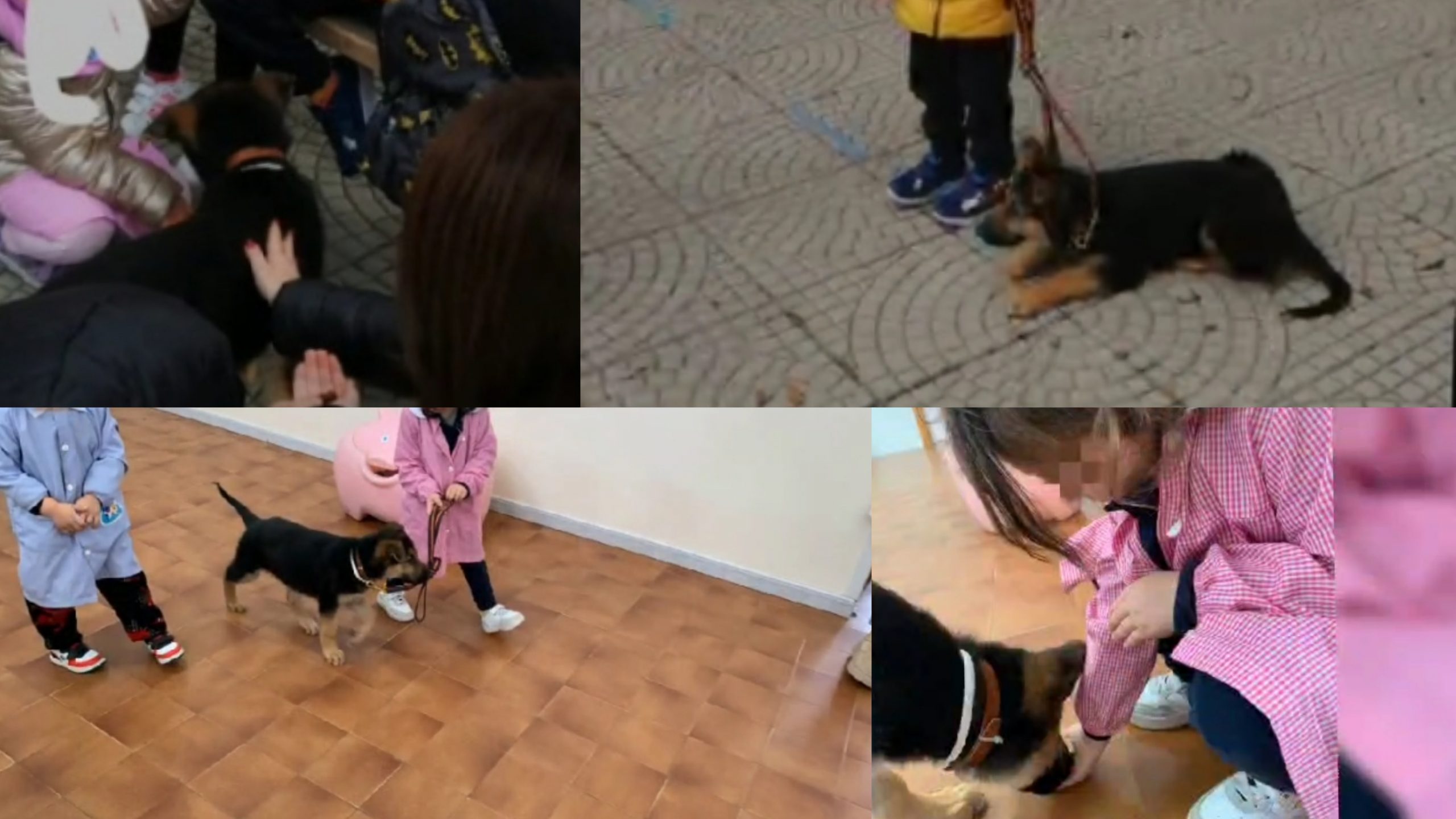 Quartu, un cane a scuola per insegnare il rispetto nei confronti degli animali