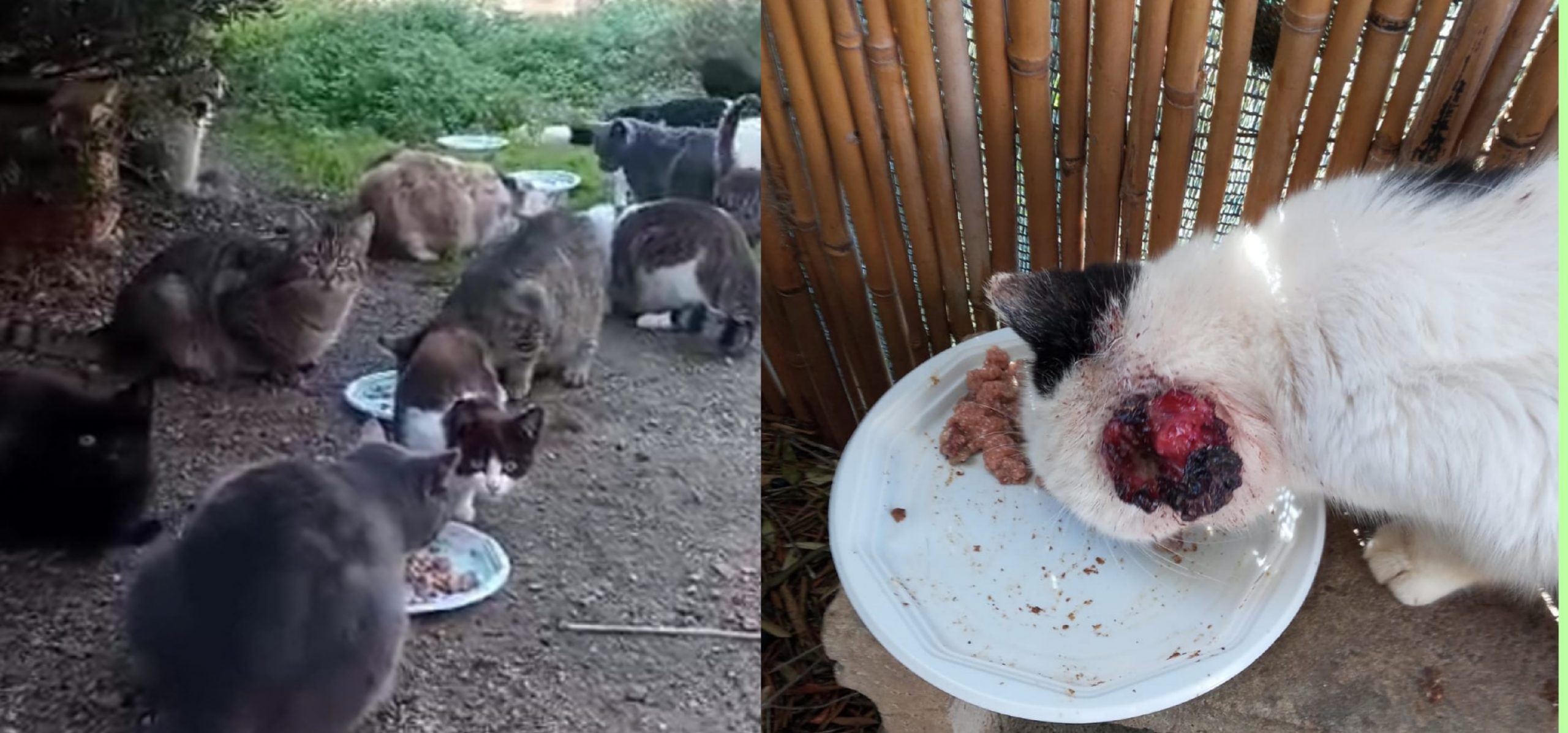 Sos dalla colonia felina di Flumini, 100 gatti hanno bisogno di cibo e cure