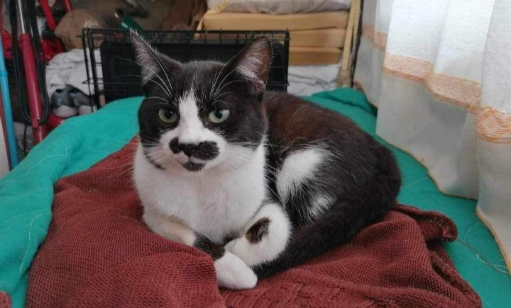 Sos per Charlie, si è perso a Settimo San Pietro: aiutateci a ritrovare il gattino bianconero