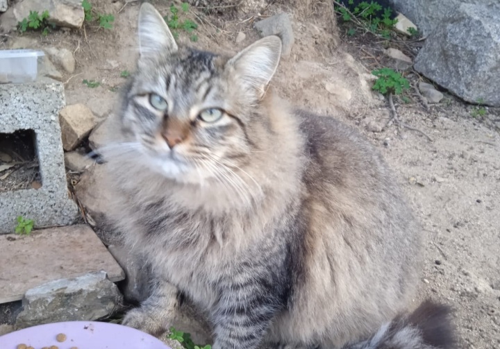 Sos a Flumini, si è smarrito il gattone Lillo: è scappato dalla casa dove era stato dato in affido
