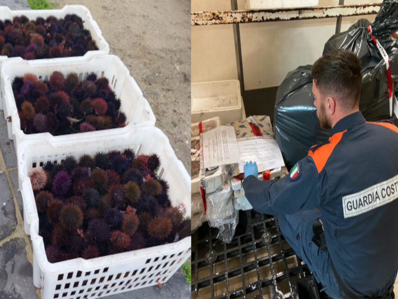Maxi sequestri di pesce pescato illegalmente a Cagliari, raffica di multe ai venditori online di ricci