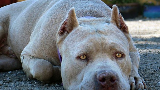 I pitbull di Foxi tra adozioni e corsi di socializzazione: “Sono quasi tutti sistemati”