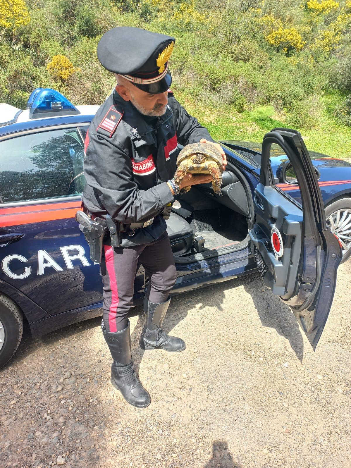 Iglesias, testuggine ferita finisce in un canale: soccorsa dai carabinieri