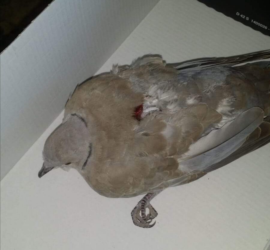 Cagliari, vuoi soccorrere un animale selvatico ferito? Devi portarlo (se va bene) a Monastir