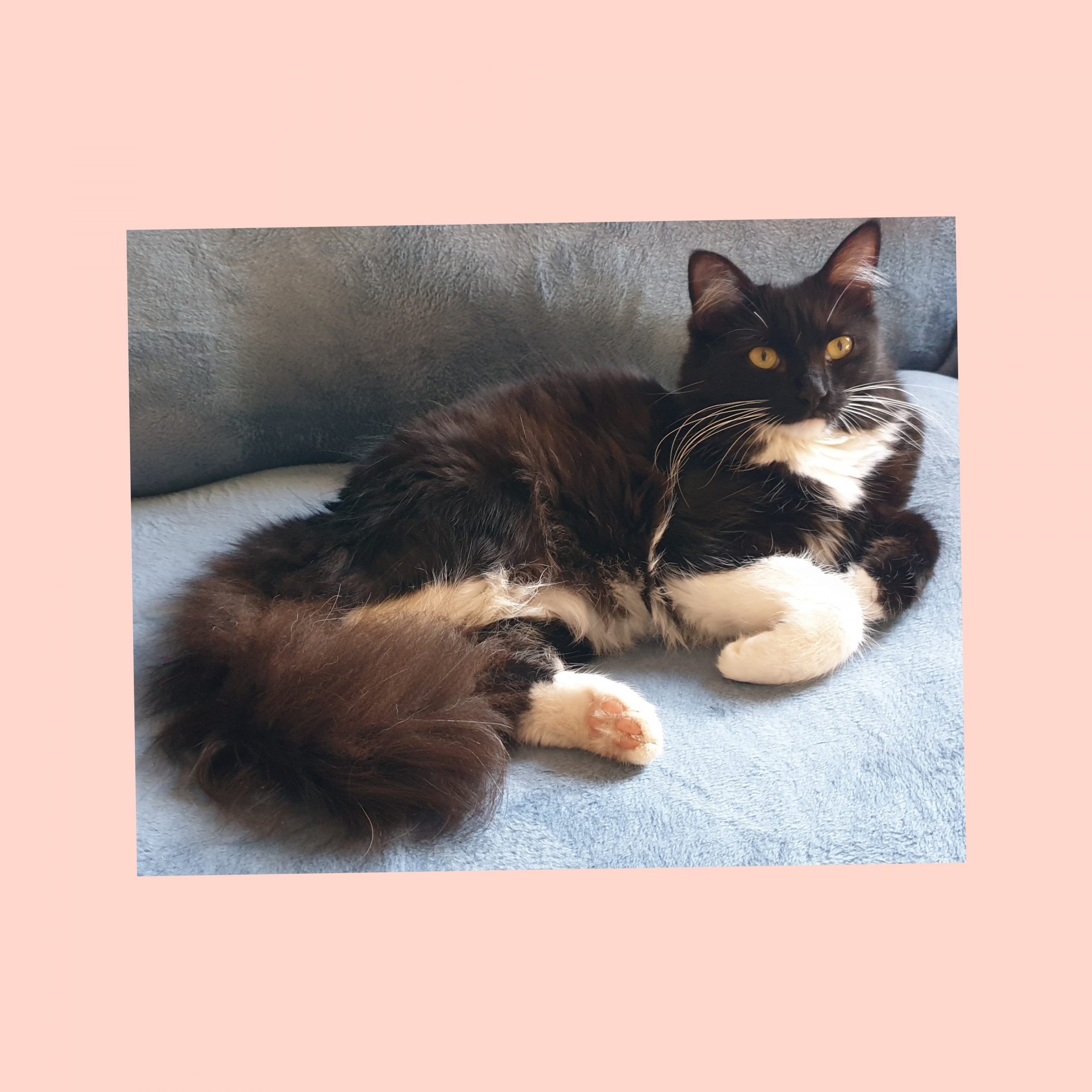 Sos per ritrovare Gertie, la gattina viaggiatrice