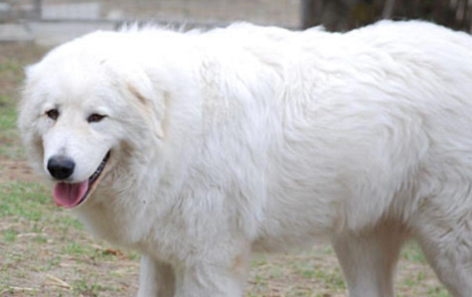 Donna di 80 anni muore azzannata dal suo cane